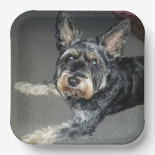 dog plates