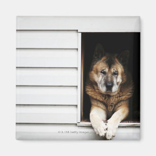 dog portrait magnet