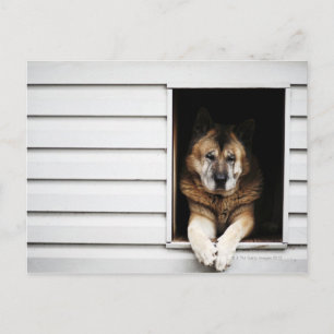 dog portrait postcard