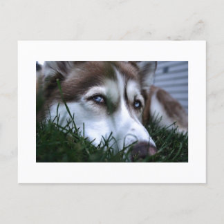 dog postcard
