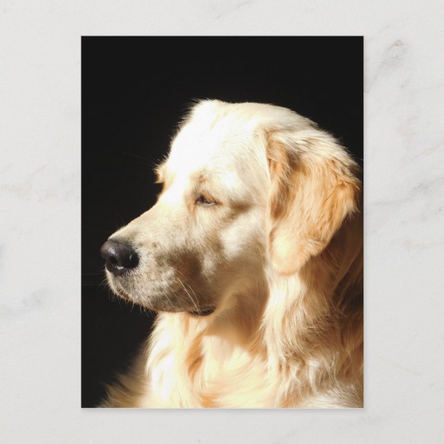 dog postcard (Front)