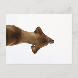 dog postcard