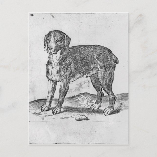 Dog Postcard (Front)
