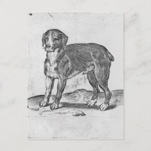Dog Postcard