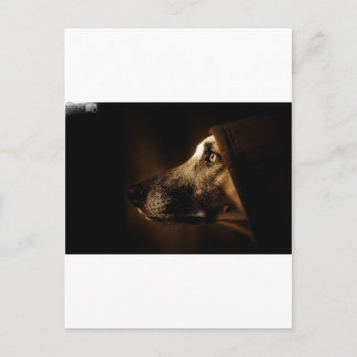 dog postcard