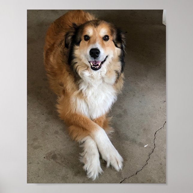 Dog Poster (Front)