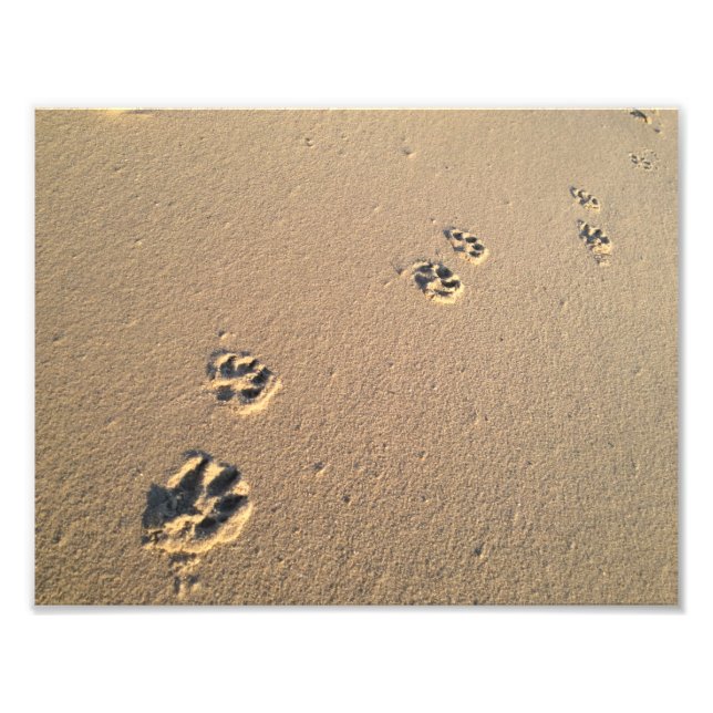 Dog Print in the Sand (Front)