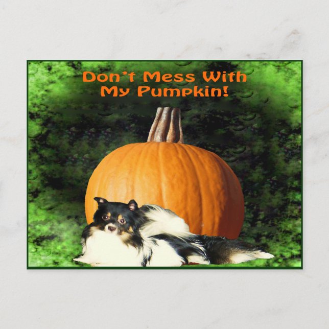 Dog Protecting Large Pumpkin Postcard (Front)