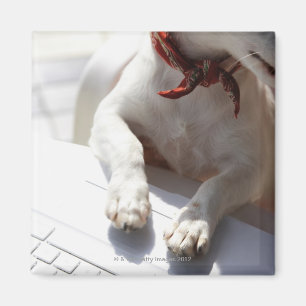 Dog putting his hands on a laptop magnet