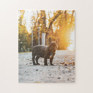 Dog Puzzles Animal Pic Cute Sad Puppy Puppy Photog