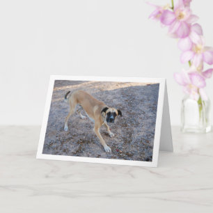 Dog Ready to Play Card