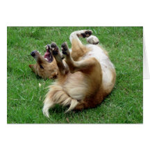 Dog rolling in grass