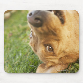 Dog rolling on back mouse pad