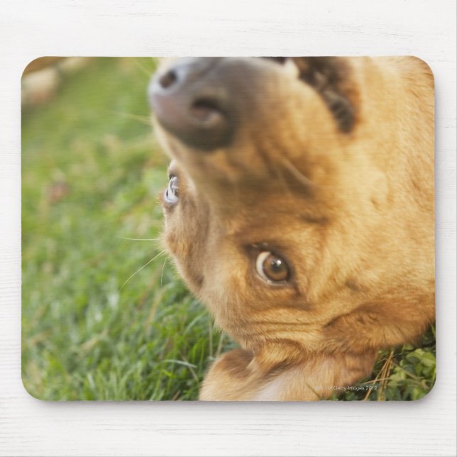 Dog rolling on back mouse pad (Front)