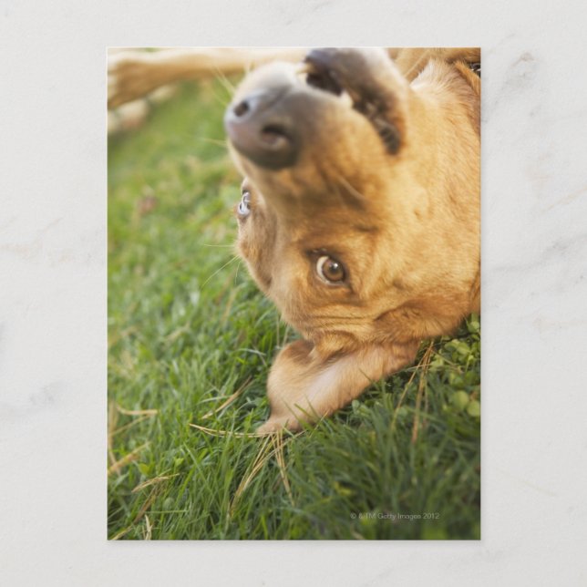 Dog rolling on back postcard (Front)