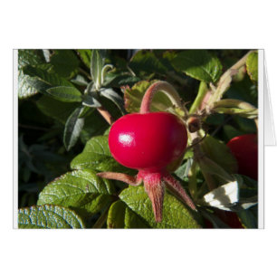 Dog Rose of the hedge
