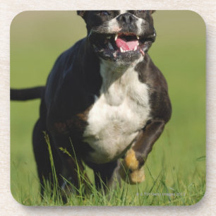Dog Running Coaster