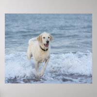 Dog running in water at beach.