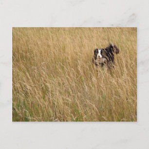 Dog running through grass postcard