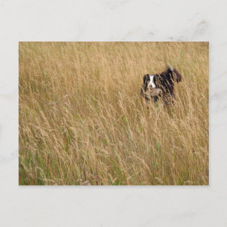 Dog running through grass postcard