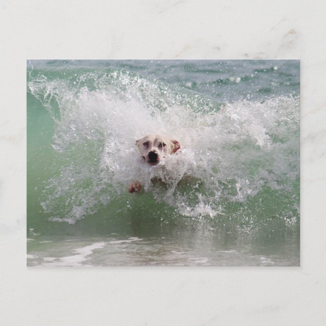 Dog Running through Ocean Wave, Surf, Beach Postcard (Front)