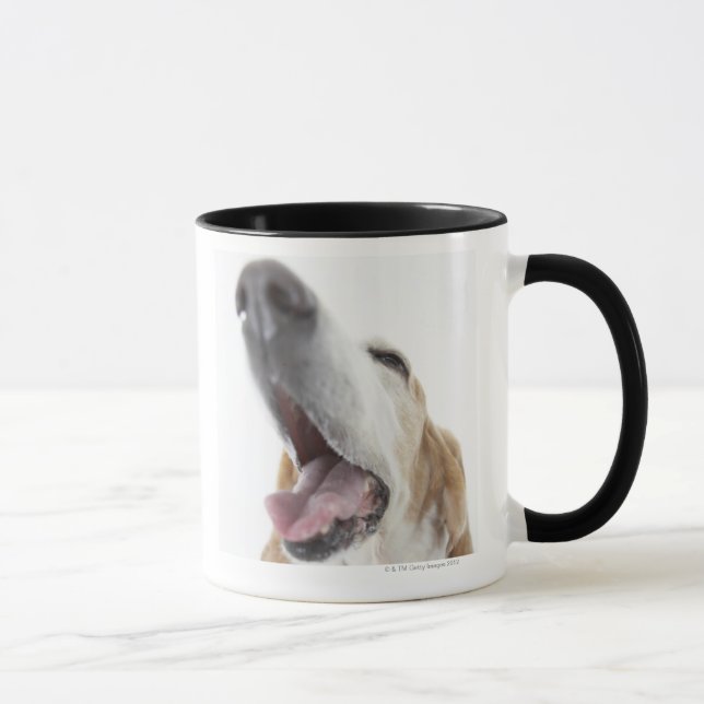 Dog 's nose,close-up mug (Right)
