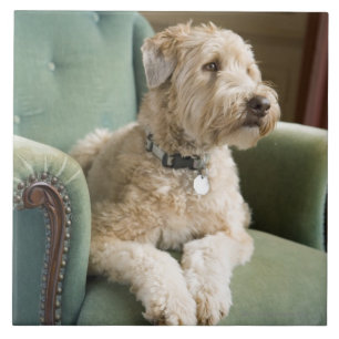 Dog sitting in armchair tile