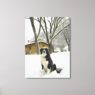 Dog sitting in snow with log cabin behind canvas print