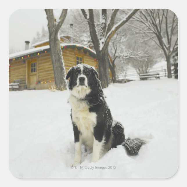 Dog sitting in snow with log cabin behind square sticker (Front)