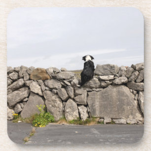Dog sitting on a traditional Irish stone wall on Coaster