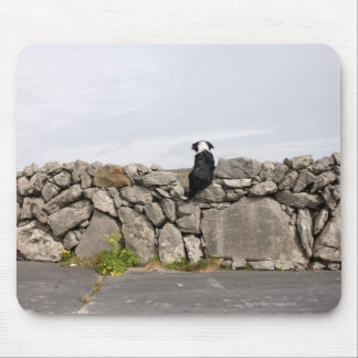 Dog sitting on a traditional Irish stone wall on Mouse Pad