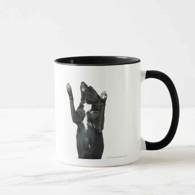 Dog sitting with paws up mug (Right)