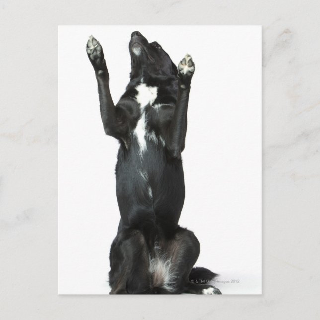 Dog sitting with paws up postcard (Front)