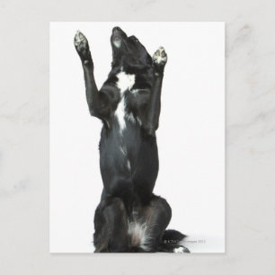Dog sitting with paws up postcard
