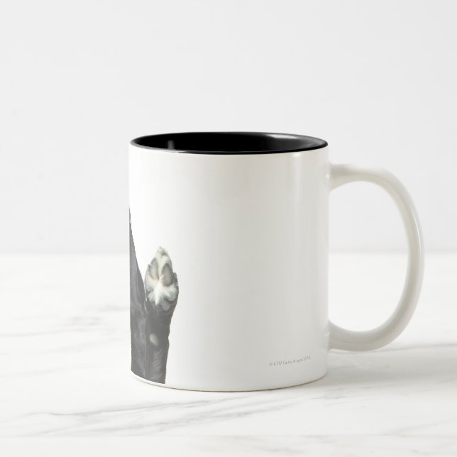 Dog sitting with paws up Two-Tone coffee mug (Right)