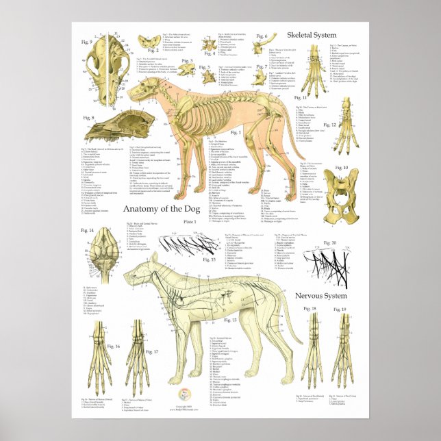 Dog Skeletal Nerves Anatomy Chart (Front)