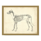 Dog Skeleton Bones Veterinary Anatomy Print