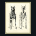 Dog Skull Legs Skeleton Muscle Anatomy Print<br><div class="desc">Vintage anatomical illustration of the dog. The anterior view of the dog showing the muscles and bones including the skull and rib cage. View more anatomy illustrations under our Veterinary Anatomy Category, and art under our Horse & Dog Prints Category. - Customize: Edit and change the border/background color as needed....</div>