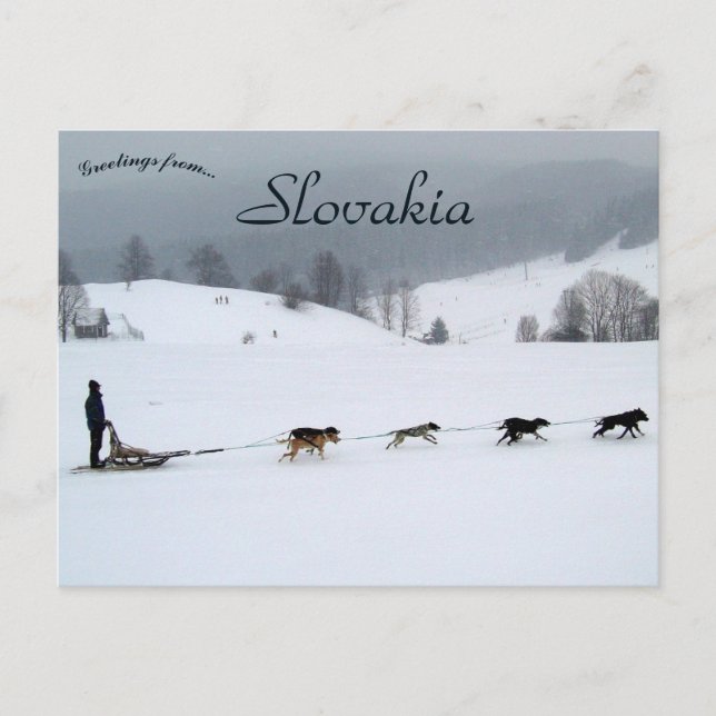 Dog Sled Team in Winter in Slovakia Postcard (Front)