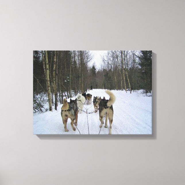 Dog Sledding in Quebec, Canada Canvas Print (Front)