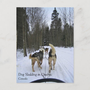 Dog Sledding in Quebec, Canada Postcard