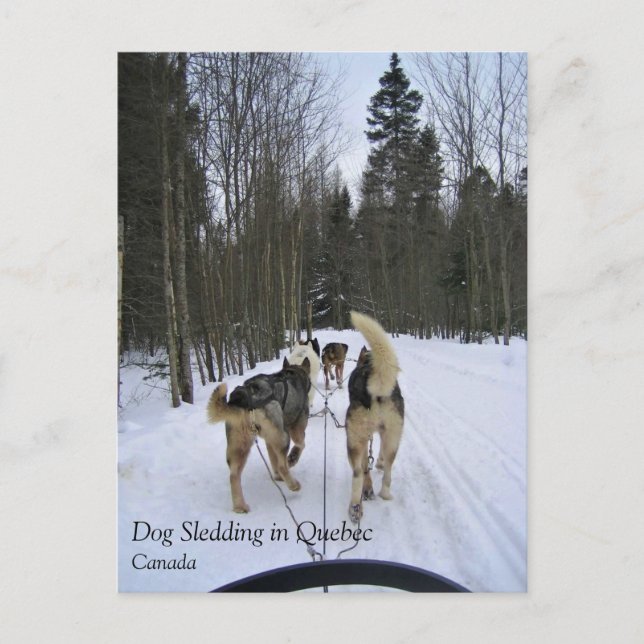 Dog Sledding in Quebec, Canada Postcard (Front)