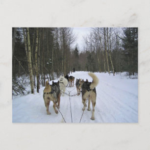 Dog Sledding in Quebec, Canada Postcard