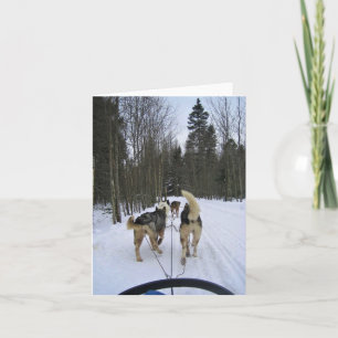 Dog Sledding in Quebec, Canada Thank You Card