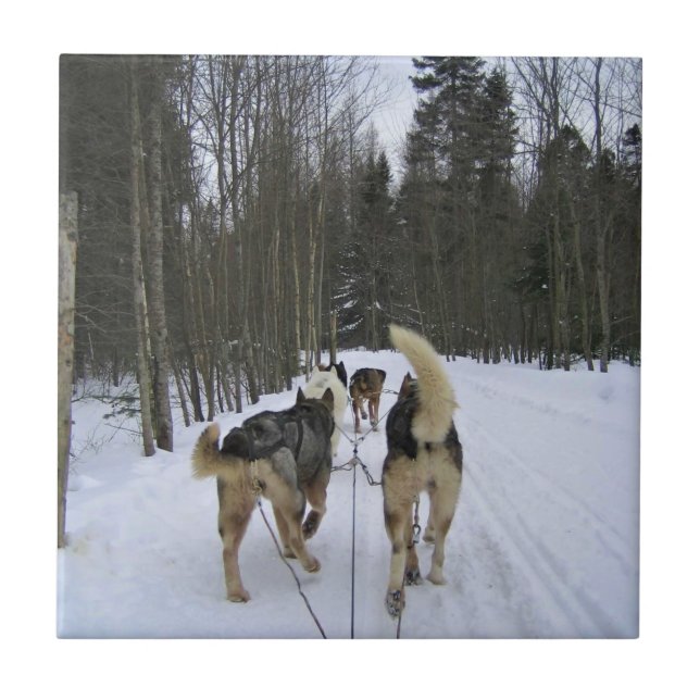 Dog Sledding in Quebec, Canada Tile (Front)