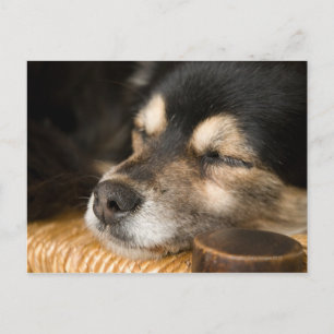 Dog sleeping 2 postcard