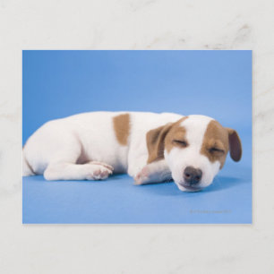 Dog sleeping postcard