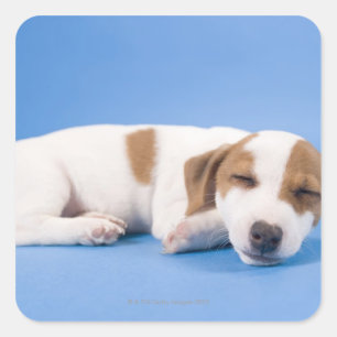 Dog sleeping square sticker