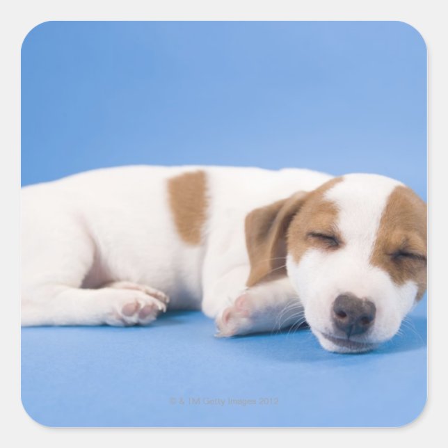 Dog sleeping square sticker (Front)