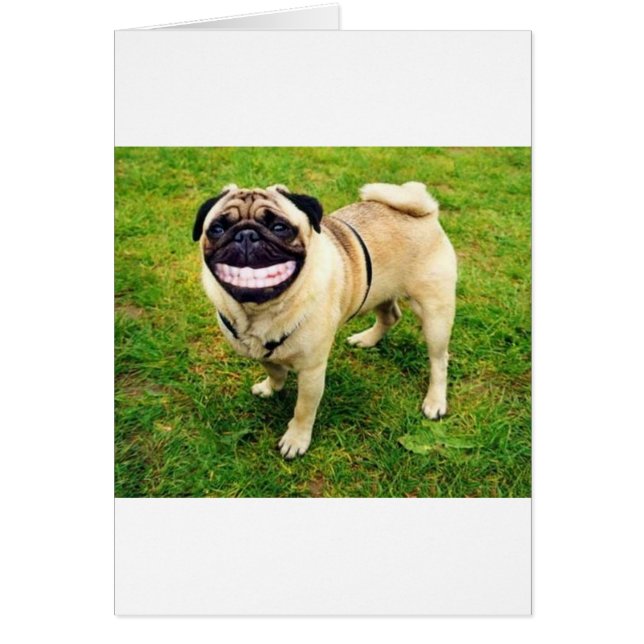 dog smile pug (Front)